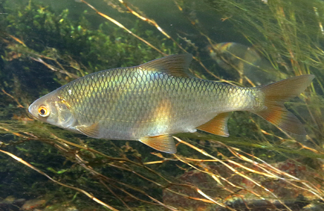 Rotauge (Rutilus rutilus) - © Gernot Kunz